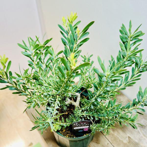 観葉植物 鉢花 苗：リューカデンドロン デビルズブラッシュ*6号 : 遊恵