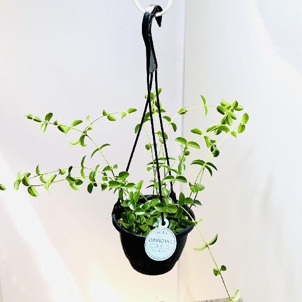 1500円 冬バーゲン 特別送料無料 おしゃれ 観葉植物 ホヤ クミンギアナ 吊り鉢 5号