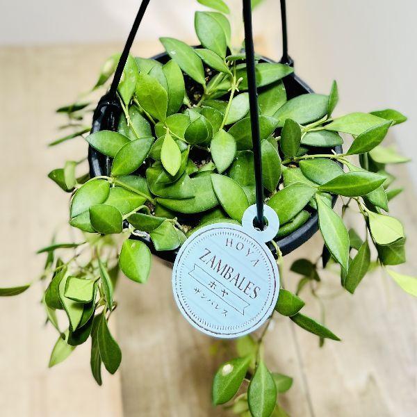 観葉植物 多肉植物 ホヤ ザンバレス 吊り鉢 その他 Revesetgateaux Fr