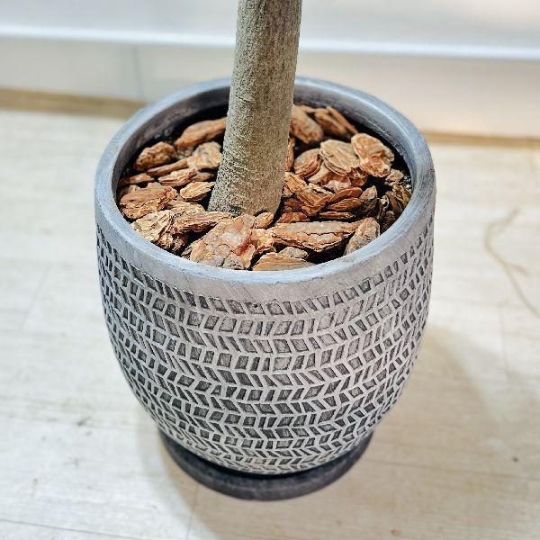おしゃれ 観葉植物：ブラキキトン ボトルツリー 鉢植え バーク*大型 