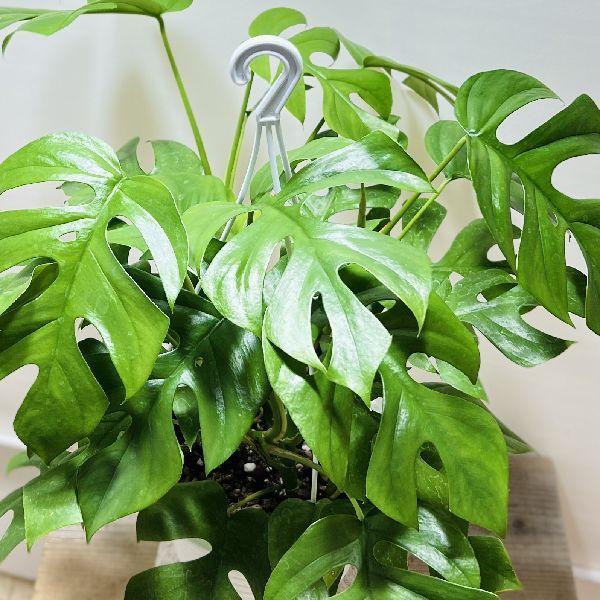 おしゃれ 観葉植物：ヒメモンステラ*6号 吊り鉢 姫モンステラ : 遊恵