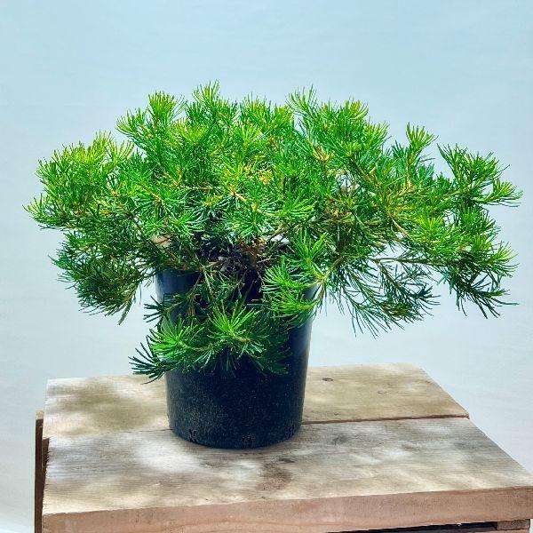 観葉植物 鉢花 苗：バンクシア バースデー キャンドル*7号 : 遊恵盆栽
