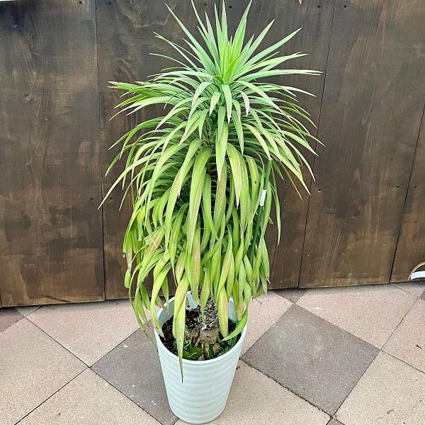 おしゃれ 観葉植物：ユッカ デスメティアーナ*白プラ鉢 現品1番