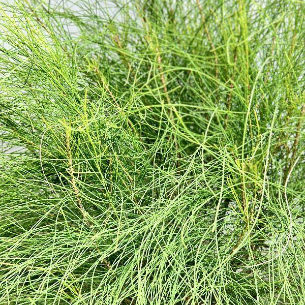 おしゃれ 観葉植物 オージープランツ：カスアリナ*タマモクマオウ 玉木