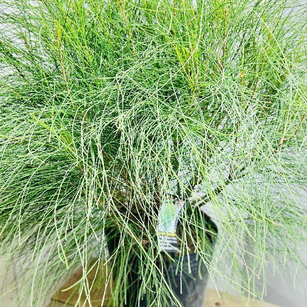 おしゃれ 観葉植物 オージープランツ：カスアリナ*タマモクマオウ 玉木