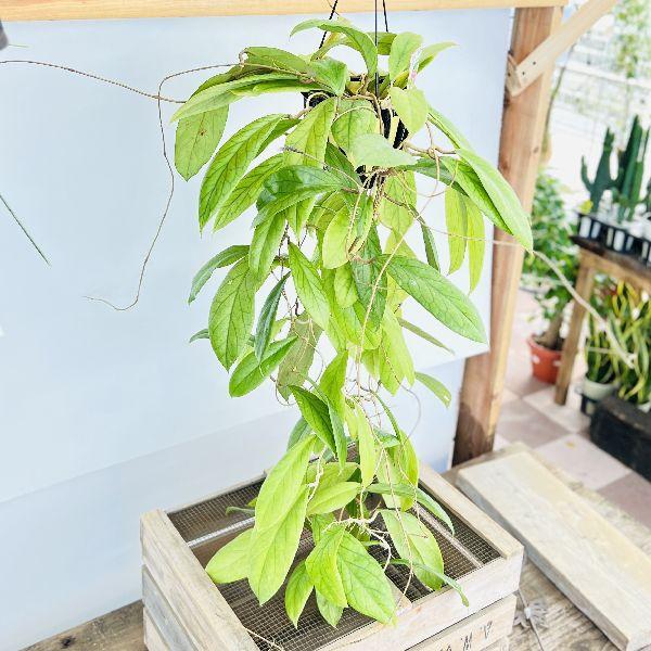 おしゃれ 観葉植物：ホヤ ゴールデンアイ*吊り鉢 5号 : 遊恵盆栽 Yahoo