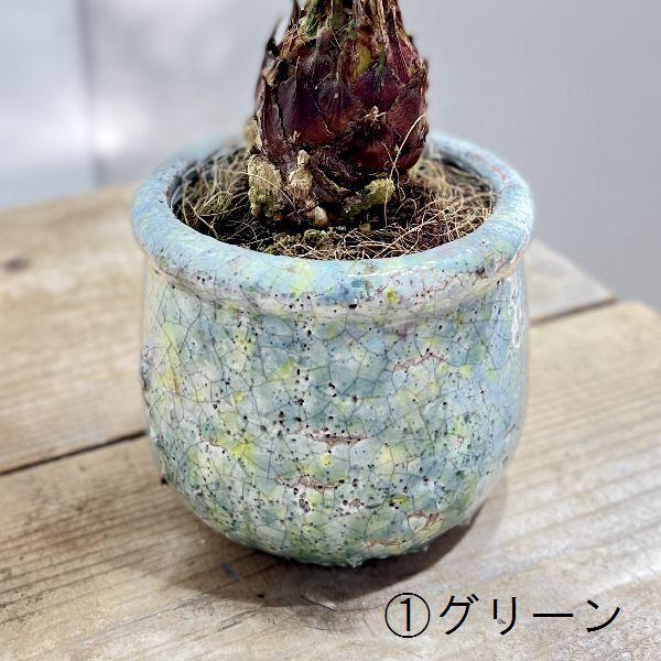 おしゃれ 観葉植物：ソテツ 鉢カバー*蘇鉄 : 遊恵盆栽 Yahoo!店