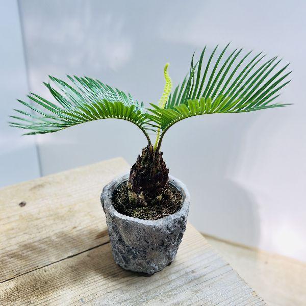 ソテツ 蘇鉄 盆栽 石鉢 サンゴ 幹古肌◎ ソテツ 蘇鉄 盆栽 石鉢 サンゴ 幹古肌◎ - メルカリ