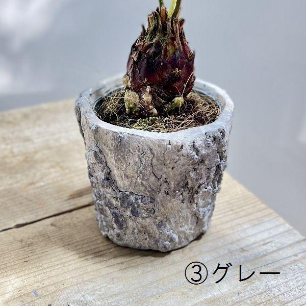 おしゃれ 観葉植物：ソテツ 鉢カバー*蘇鉄 : 遊恵盆栽 Yahoo!店 - 通販