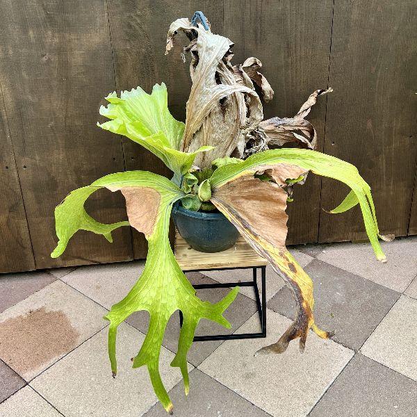 ［現品］H ビカクシダ　コウモリラン　観葉植物　室内 おしゃれ　吊り下げ おしゃれ 観葉植物：ビカクシダ コウモリラン スパーバム*吊り鉢 現品1
