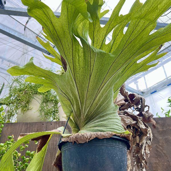 おしゃれ 観葉植物：ビカクシダ コウモリラン スパーバム*吊り鉢 現品2