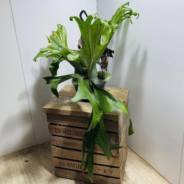 おしゃれ 観葉植物 ビカクシダ コウモリラン グランデ 吊り鉢 現品3番 F6603v 遊恵盆栽 Yahoo 店 通販 Yahoo ショッピング