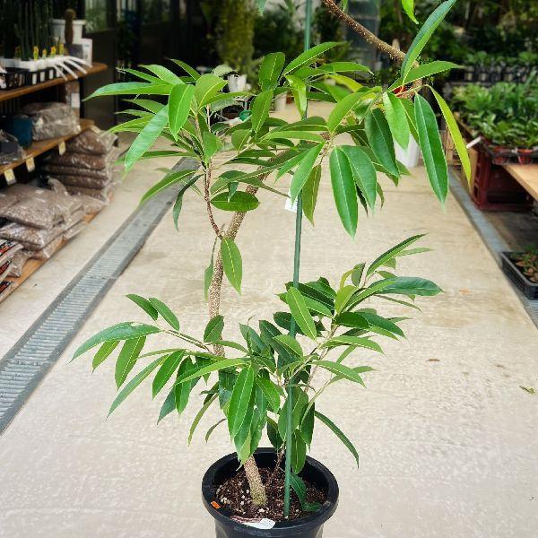 おしゃれ 観葉植物 フィカス アムステルダム 黒プラポット 大型佐川急便配送 現品をお届け F6618v 遊恵盆栽 Yahoo 店 通販 Yahoo ショッピング