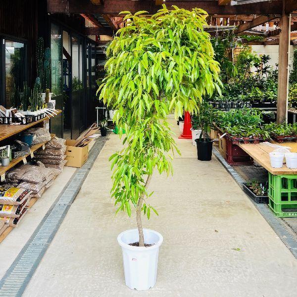 おしゃれ 観葉植物 フィカス アムステルダム 白プラポット 大型佐川急便配送 現品をお届け F6619v 遊恵盆栽 Yahoo 店 通販 Yahoo ショッピング