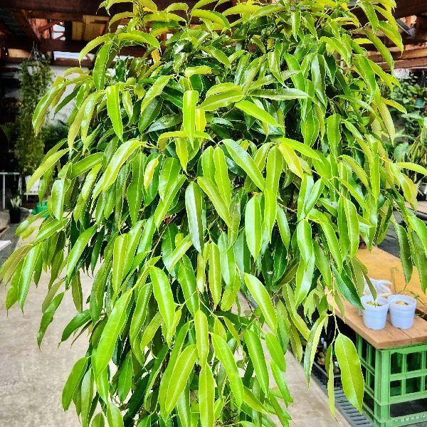 おしゃれ 観葉植物 フィカス アムステルダム 白プラポット 大型佐川急便配送 現品をお届け F6619v 遊恵盆栽 Yahoo 店 通販 Yahoo ショッピング