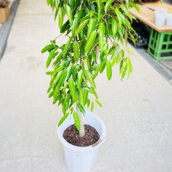 おしゃれ 観葉植物 フィカス アムステルダム 白プラポット 大型佐川急便配送 現品をお届け F6619v 遊恵盆栽 Yahoo 店 通販 Yahoo ショッピング
