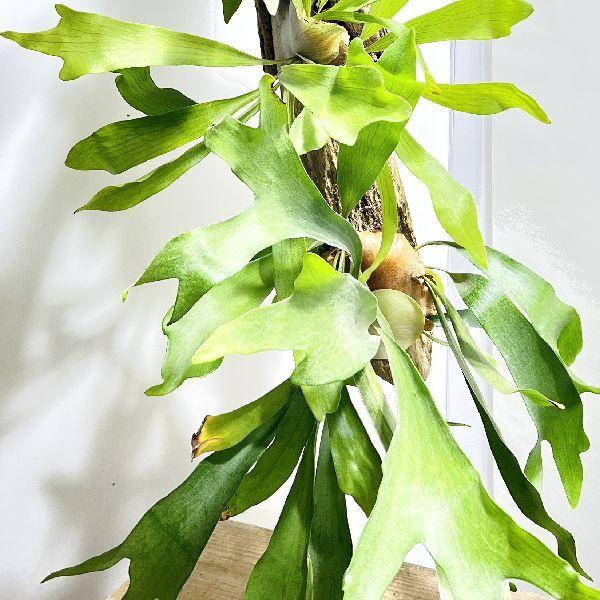 おしゃれ 観葉植物：流木ビカクシダ コウモリラン*大 現品をお届け