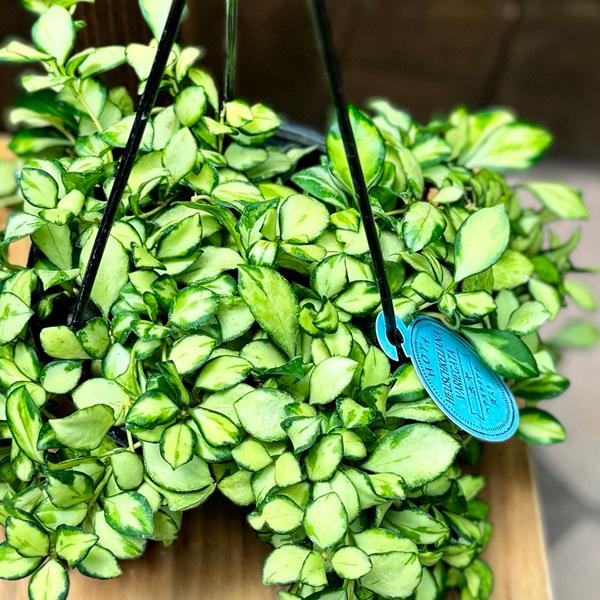 おしゃれ 観葉植物：ホヤ ヘウスケリアナ 斑入り*吊り鉢 5号