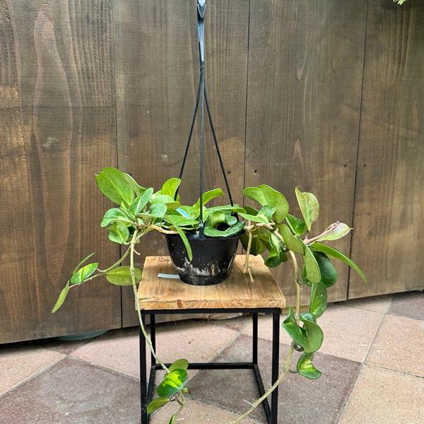 1980円 12月スーパーsale おしゃれ 観葉植物 ホヤ オボバータ 斑入り オボバタ 吊り鉢 5号