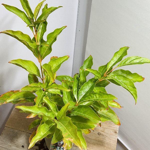 鉢花 観葉植物：バイオリンの木*プラポット : 遊恵盆栽 Yahoo!店