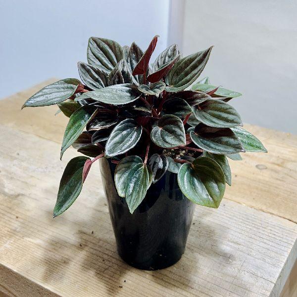 Sale 60 Off おしゃれ 観葉植物 ペペロミアa 細葉 プラポット 3 5号