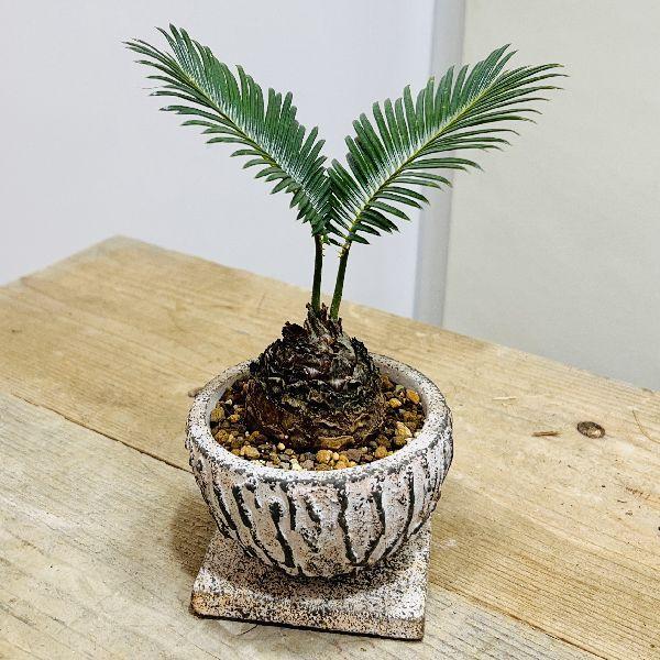 1284円 国内外の人気が集結 おしゃれ 観葉植物 ソテツ 鉢植え 受皿付 蘇鉄 そてつ