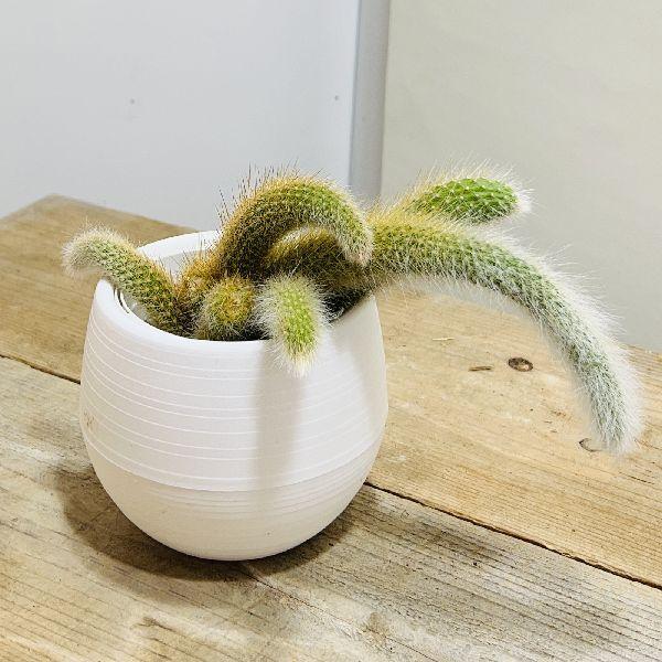 観葉植物 希少 サボテン：ヒモサボテン ヒルデウィンテラ*プラポット