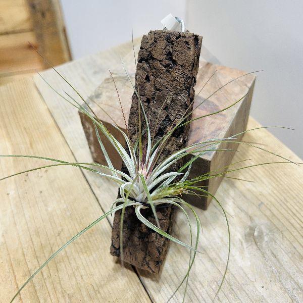おしゃれ 観葉植物：チランジア ストリクタ コルク付*エアープランツ