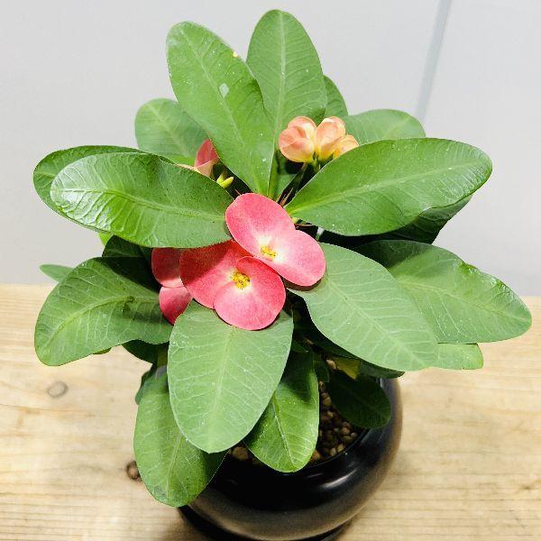 おしゃれ 観葉植物 多肉植物 とげあり花キリン 八福神 鉢植え 受皿付 ユーフォルビア ハナキリン 花麒麟 F6669v 遊恵盆栽 Yahoo 店 通販 Yahoo ショッピング