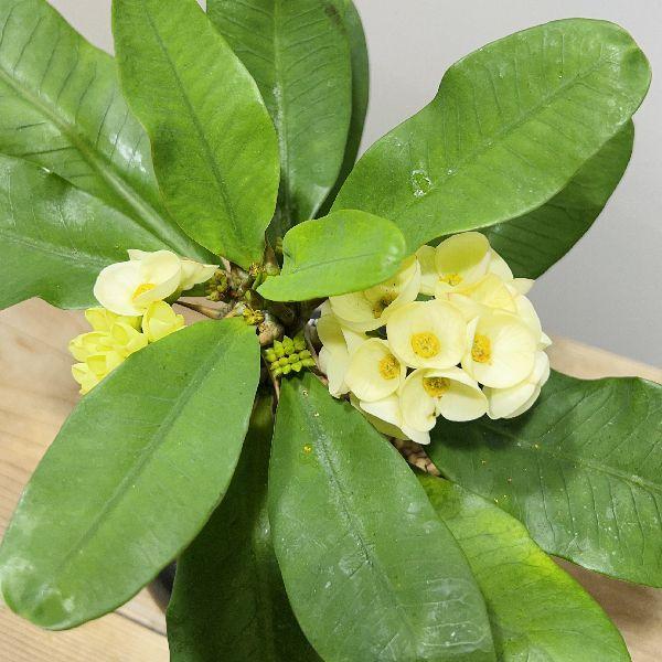 おしゃれ 観葉植物 多肉植物：とげあり花キリン 八福神 鉢植え 受皿付