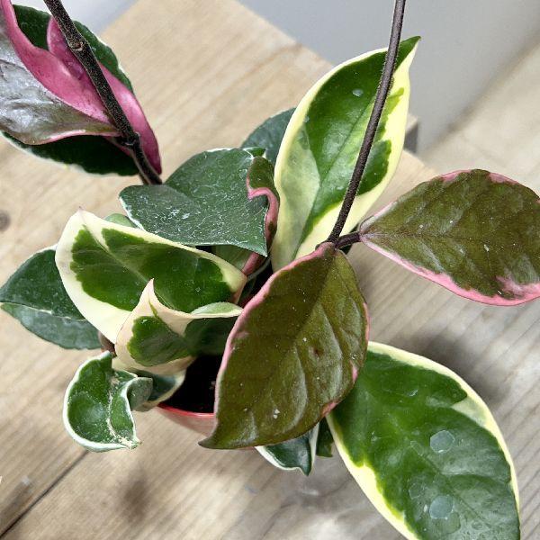 おしゃれ 観葉植物 ホヤ リップカラー サクララン 3号 プラポット F6675v 遊恵盆栽 Yahoo 店 通販 Yahoo ショッピング