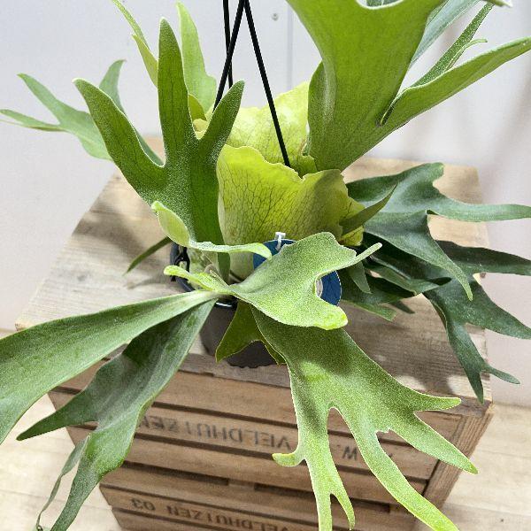 Summerセール☀️¥16,800→¥14,500ビカクシダ　アルキコルネ 100,001～ | artPLANTs （アートプランツ）