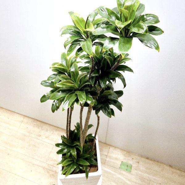 おしゃれ 観葉植物：ドラセナ パープルコンパクタ 角陶器鉢 受皿付
