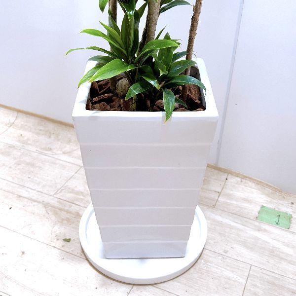 おしゃれ 観葉植物：ドラセナ パープルコンパクタ 角陶器鉢 受皿付