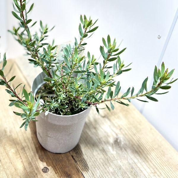 おしゃれ 観葉植物 苗：リューカデンドロン レッドブラッシュ*4号