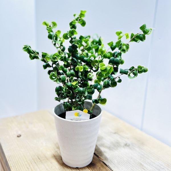 おしゃれ　観葉植物：フィカス　ベンジャミン　バロック*4号　プラポット｜y-bonsai