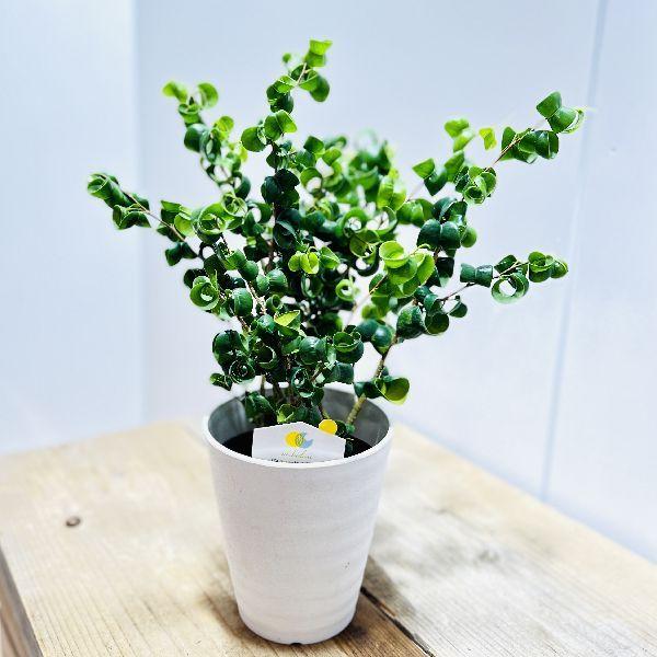 おしゃれ 観葉植物：フィカス ベンジャミン バロック*4号 プラポット