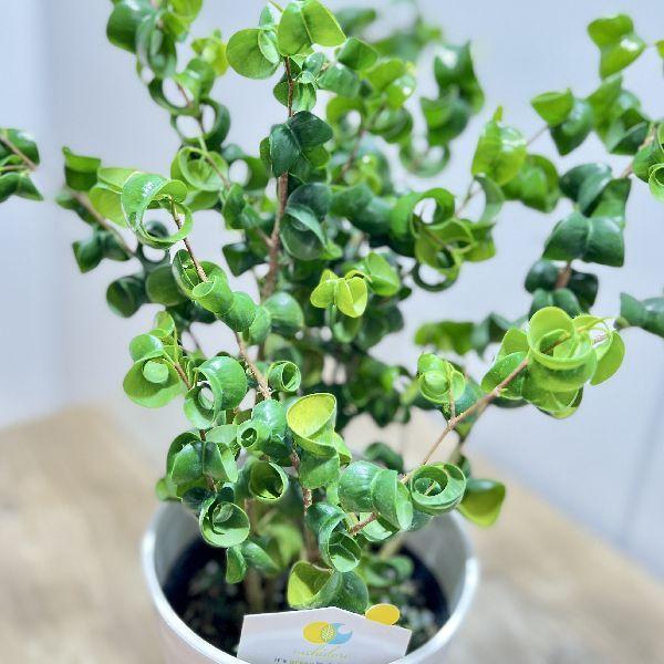 おしゃれ 観葉植物:フィカス ベンジャミン バロック*4号 おしゃれ 観葉植物:フィカス ベンジャミン バロック*4号