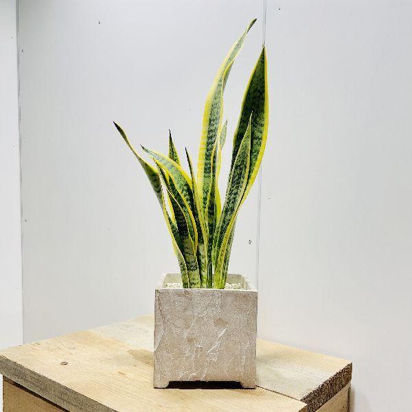 開運植物 金運をアップ 空気清浄 おしゃれ 観葉植物 サンスベリア 鉢植え サンセベリア 観葉植物 お選びください Operacioneswp Com