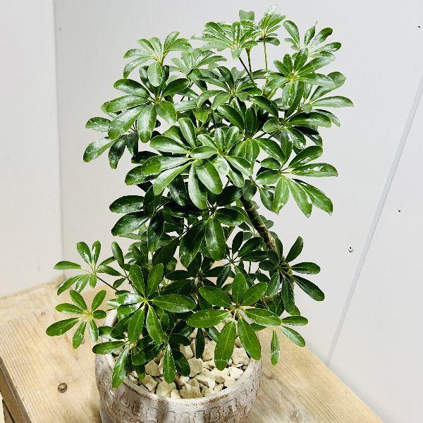 観葉植物：シェフレラ コンパクタ 鉢植え*受皿付 : 遊恵盆栽 Yahoo!店