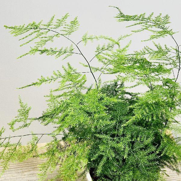 満点の おしゃれ 観葉植物 アスパラガス ナナス 鉢植え 受皿付 Wantannas Go Id