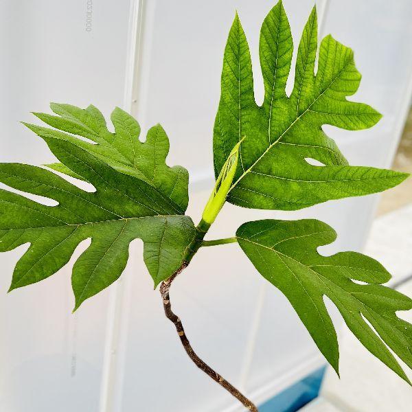 おしゃれ 観葉植物：パンの木*パンノキ 大型佐川急便配送 現品をお届け