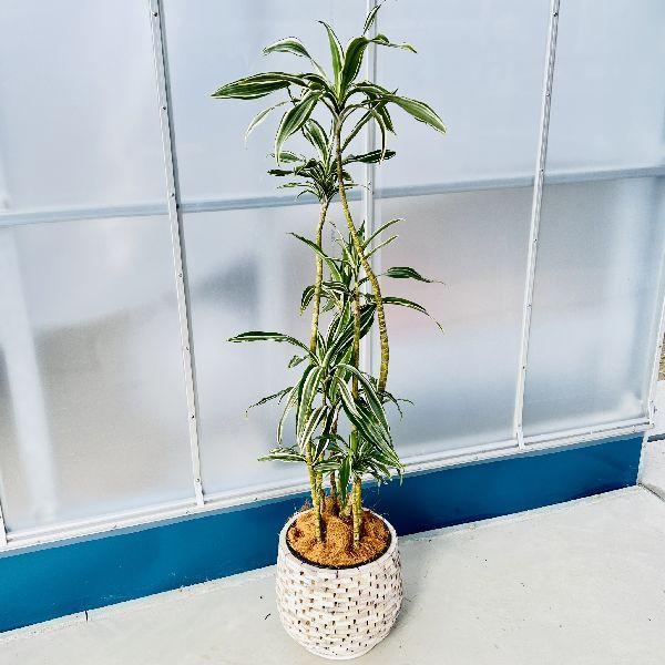 おしゃれ 観葉植物：ドラセナ ワーネッキー*鉢カバー シュロ皮 大型佐川便配送 