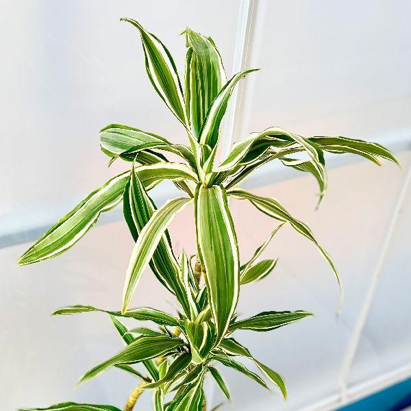 おしゃれ 観葉植物：ドラセナ ワーネッキー*鉢カバー シュロ皮 大型佐川便配送 