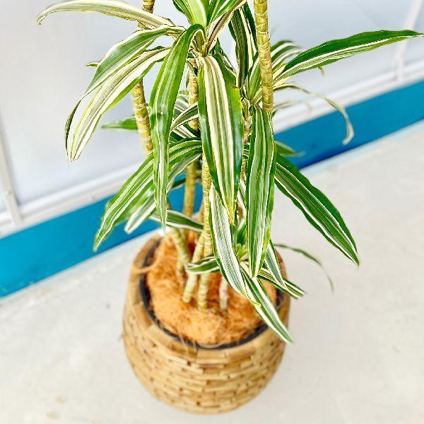 おしゃれ 観葉植物：ドラセナ ワーネッキー*鉢カバー シュロ皮 大型佐川便配送 