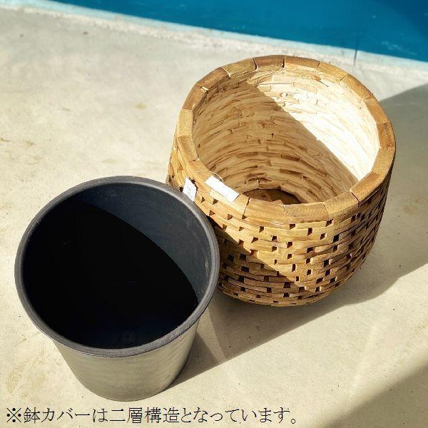 おしゃれ 観葉植物：ドラセナ ワーネッキー*鉢カバー シュロ皮 大型佐川便配送 