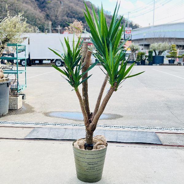 国内発送 おしゃれ 観葉植物 ユッカ ブランチ 青年の木 大型佐川急便 現品をお届け 3番 F6714v 遊恵盆栽 Yahoo 店 通販 Yahoo ショッピング 大阪直販 Tpkpvfp Org Ua