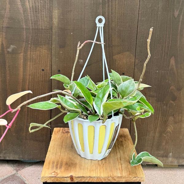 卸直営 おしゃれ 観葉植物 ホヤ リップカラー 吊り鉢 5号