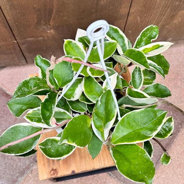 おしゃれ 観葉植物：ホヤ リップカラー*吊り鉢 5号 : 遊恵盆栽 Yahoo