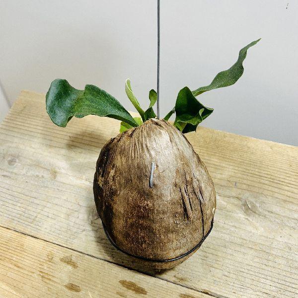 おしゃれ 観葉植物：コウモリラン ネザーランド ココヤシ付け*5号 吊り 